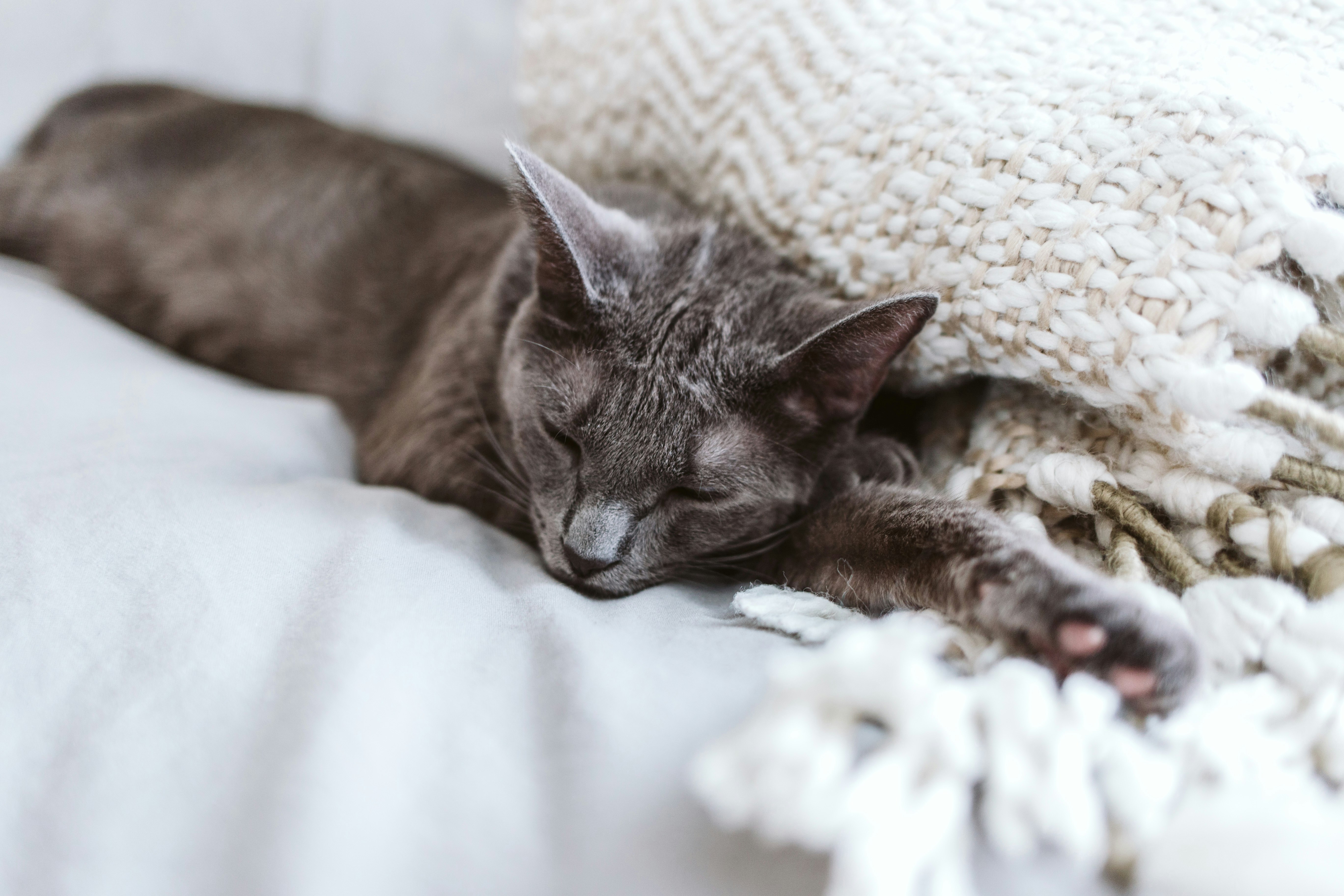 brown tabby cat lying on white textile